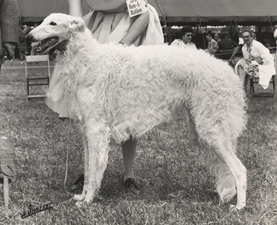 Top American Bred Borzoi 1957